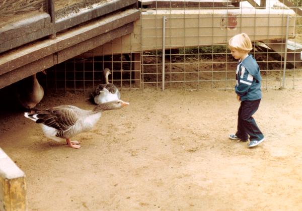 1981_Ducks