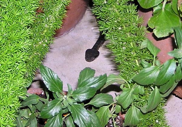 06-30-06 Rattle Snake on the Porch