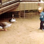 1981 Ducks 004