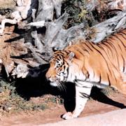 1985 LA Zoo 003