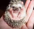 babyhedgehog_1