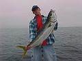 Yellowtail_at_5_miles