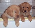 Goldens_5-30-03