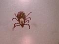 04-18-06_Jakes_Tick