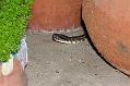 06-30-06_Rattle_Snake_on_the_Porch